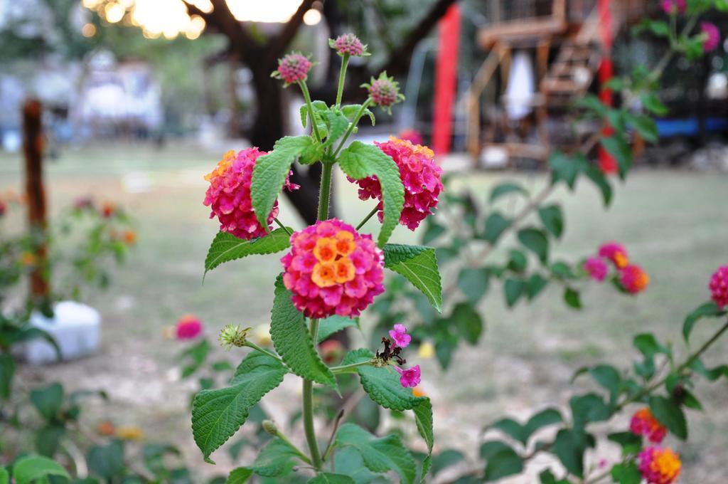 קוסדסי Mursel Garden Hotel מראה חיצוני תמונה